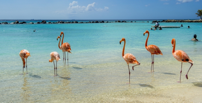 Conoce la Isla feliz, Aruba